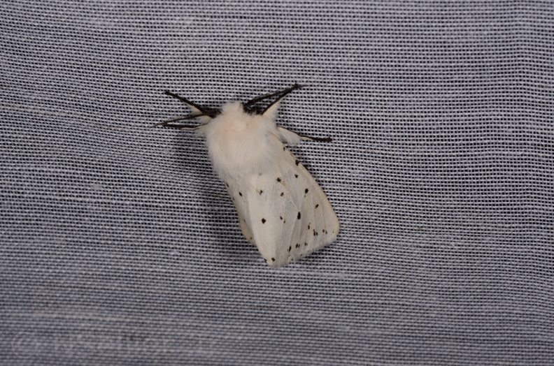 Chasse Aux Papillons - Marais d'Yves - 07-05-2014 - Spilosoma lubricipeda (86).JPG