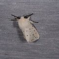 Spilosoma lubricipeda