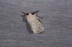 Spilosoma lubricipeda