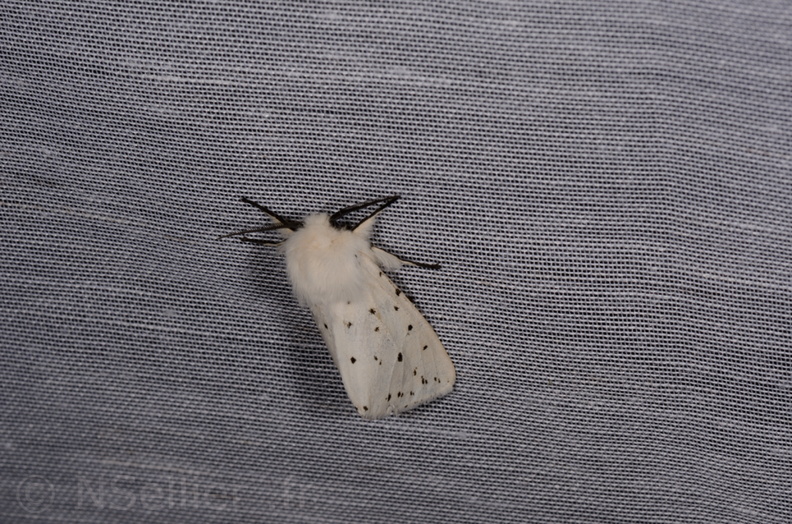 Spilosoma lubricipeda