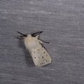Spilosoma lubricipeda
