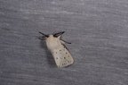 Spilosoma lubricipeda