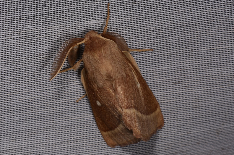 Chasse Aux Papillons - Marais d Yves - 24-08-2018 - Lasiocampa trifolii (30).jpg