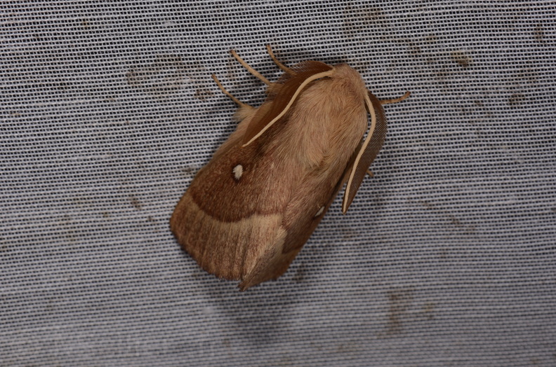 Chasse Aux Papillons - Marais d Yves - 24-08-2018 - Lasiocampa trifolii (13).jpg