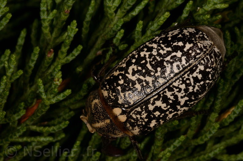 Chasse Aux Papillons - Marais d Yves - 23-06-2017 - Polyphylla fullo (95).jpg