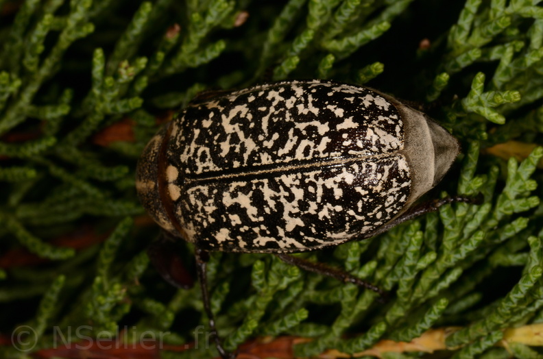 Chasse Aux Papillons - Marais d Yves - 23-06-2017 - Polyphylla fullo (96).jpg
