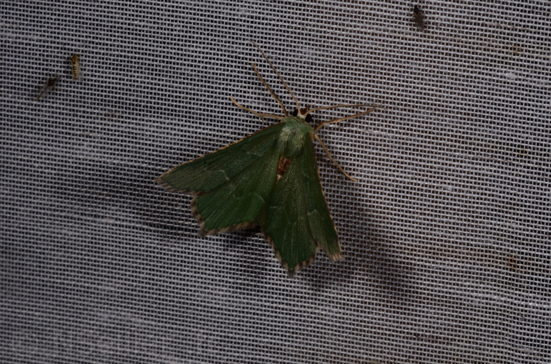 Chasse Aux Papillons - Marais d Yves - 08-06-2016  - Hemithea aestivaria (51).JPG