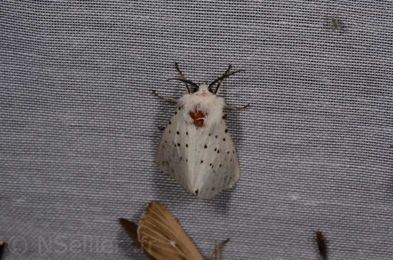 Chasse Aux Papillons - Marais d Yves - 08-06-2016 - Spilosoma lubricipeda (32).JPG