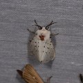 Spilosoma lubricipeda