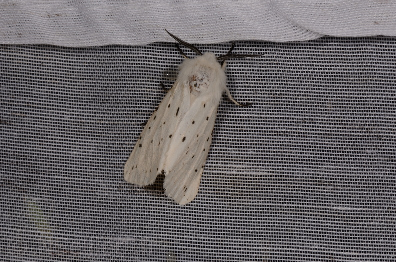 Chasse Aux Papillons - Marais d Yves - 08-06-2016 - Spilosoma lubricipeda (36).JPG