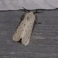 Spilosoma lubricipeda