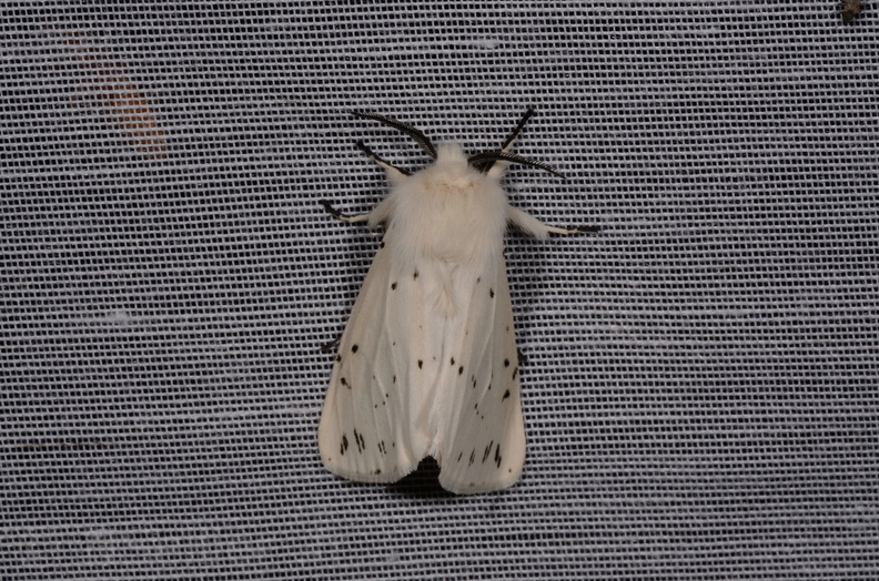 Chasse Aux Papillons - Marais d Yves - 08-06-2016 - Spilosoma lubricipeda (54).JPG
