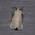 Spilosoma lubricipeda