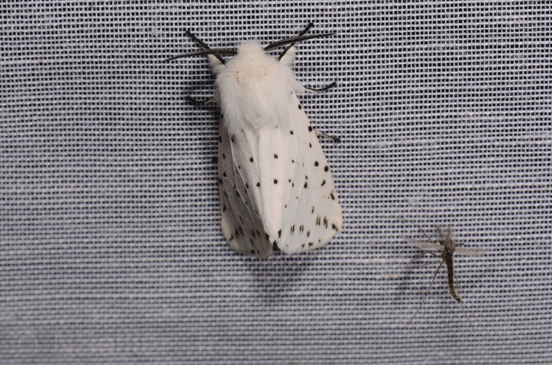 Chasse Aux Papillons - Marais d Yves - 06-09-2018 - Spilosoma lubricipeda (73).jpg