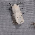 Spilosoma lubricipeda