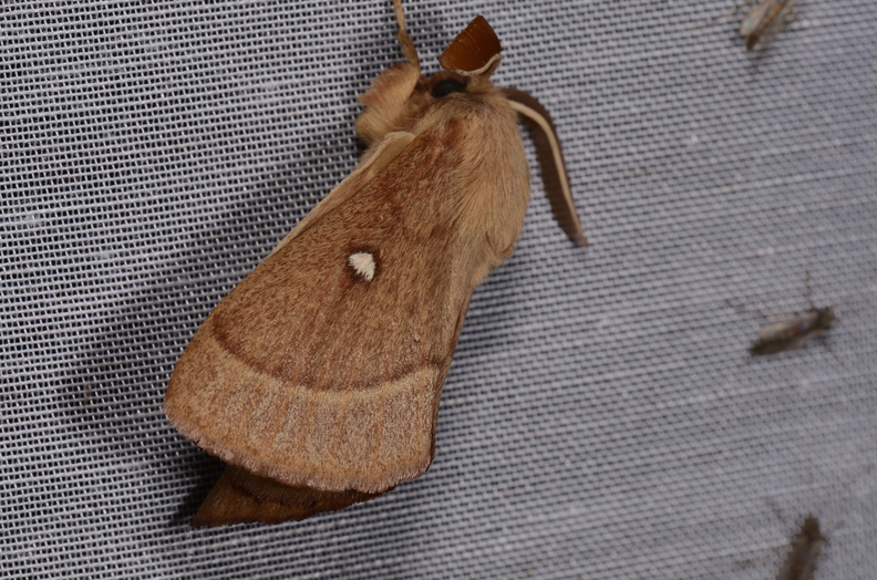 Chasse Aux Papillons - Marais d Yves - 06-09-2018 - Lasiocampa trifolii (95).jpg