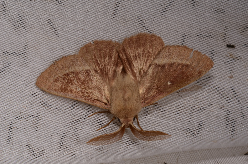 Chasse Aux Papillons - Marais d Yves - 06-09-2018 - Lasiocampa trifolii (96).jpg