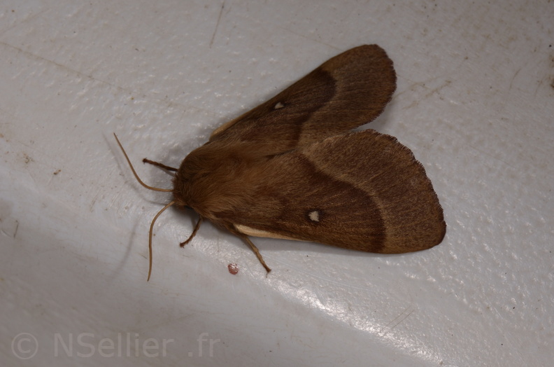 Chasse Aux Papillons - Marais d Yves - 06-09-2018 - Lasiocampa trifolii (97).jpg