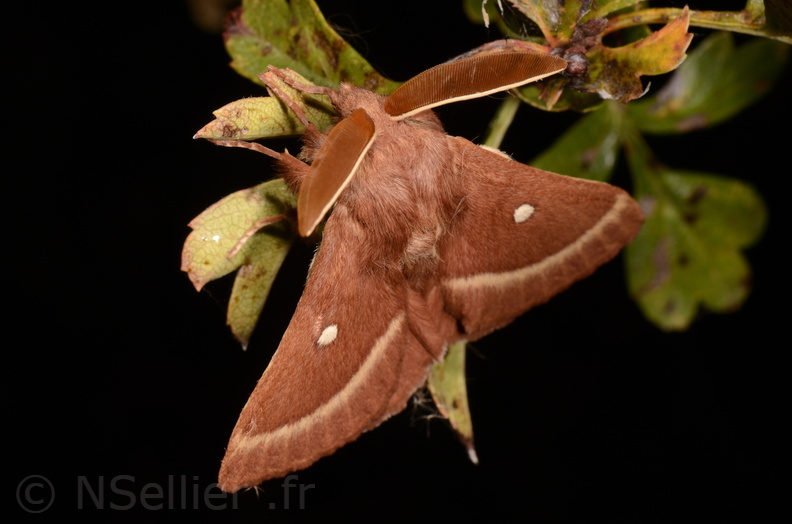 Chasse Aux Papillons - Marais d Yves - 06-09-2018 - Lasiocampa trifolii (98).jpg