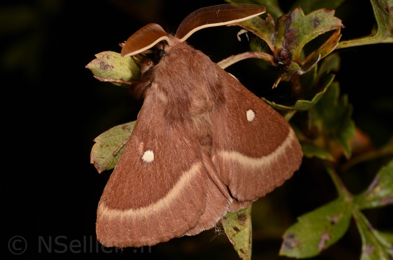 Chasse Aux Papillons - Marais d Yves - 06-09-2018 - Lasiocampa trifolii (99).jpg