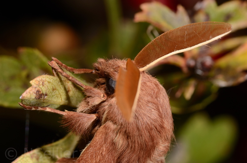 Chasse Aux Papillons - Marais d Yves - 06-09-2018 - Lasiocampa trifolii (100).jpg
