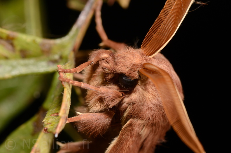 Chasse Aux Papillons - Marais d Yves - 06-09-2018 - Lasiocampa trifolii (101).jpg