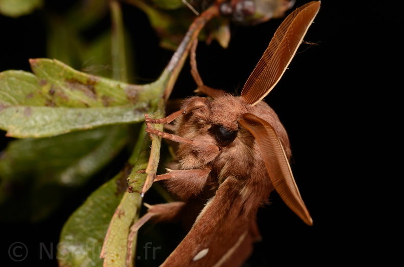 Chasse Aux Papillons - Marais d Yves - 06-09-2018 - Lasiocampa trifolii (102).jpg
