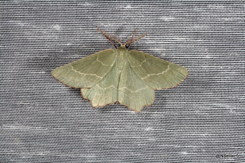 Chasse Aux Papillons - Chizé - 22-06-2009  - Hemithea aestivaria (8).jpg