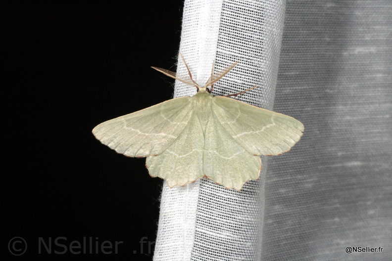 Chasse Aux Papillons - Chizé - 22-06-2009 - Hemithea aestivaria (24).jpg