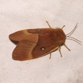 Lasiocampa quercus