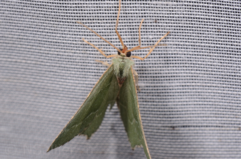 Chasse Aux Papillons - Chizé - 18-06-2019  - Hemithea aestivaria (11).jpg