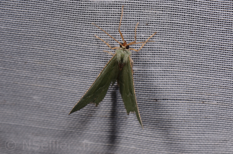 Chasse Aux Papillons - Chizé - 18-06-2019  - Hemithea aestivaria (12).jpg