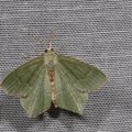 Hemithea aestivaria