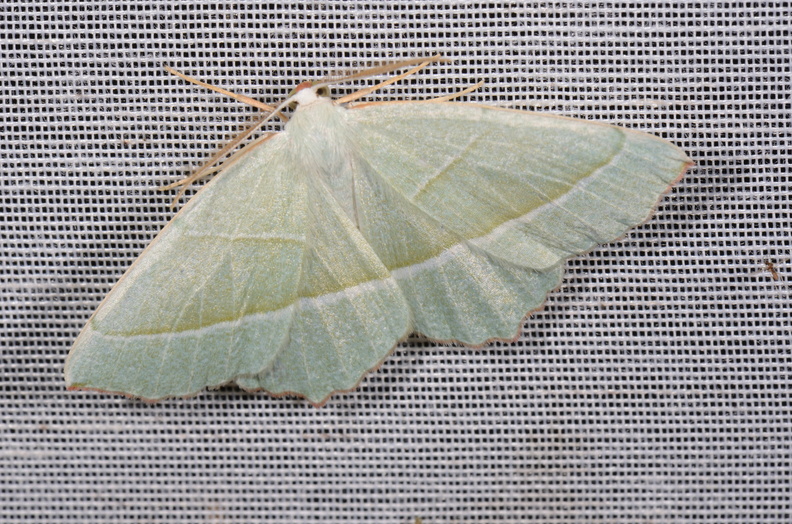 Chasse Aux Papillons - Chizé - 16-09-2019 - Campaea margaritaria  (37).jpg