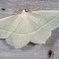 Campaea margaritaria