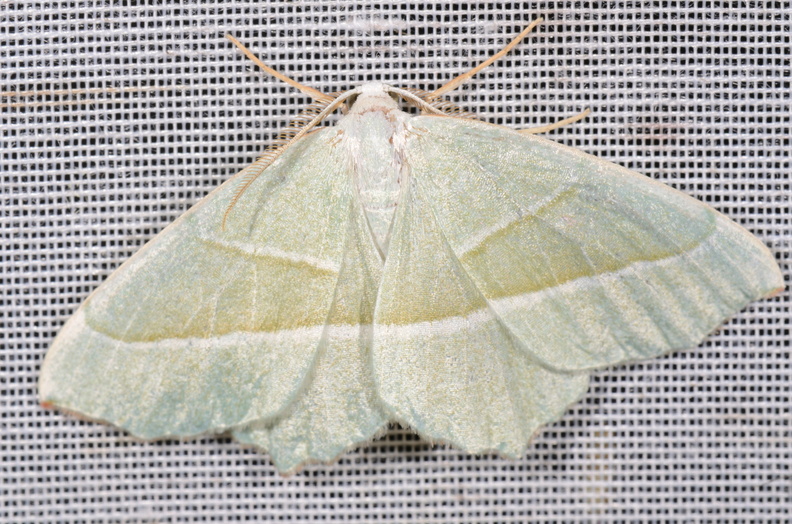 Chasse Aux Papillons - Chizé - 16-09-2019 - Campaea margaritaria  (39).jpg
