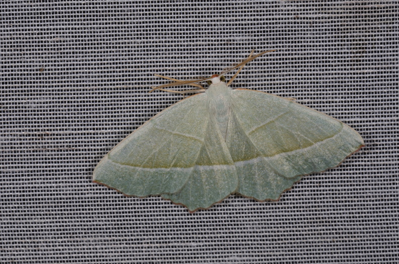 Chasse Aux Papillons - Chizé - 16-09-2019 - Campaea margaritaria (56).jpg