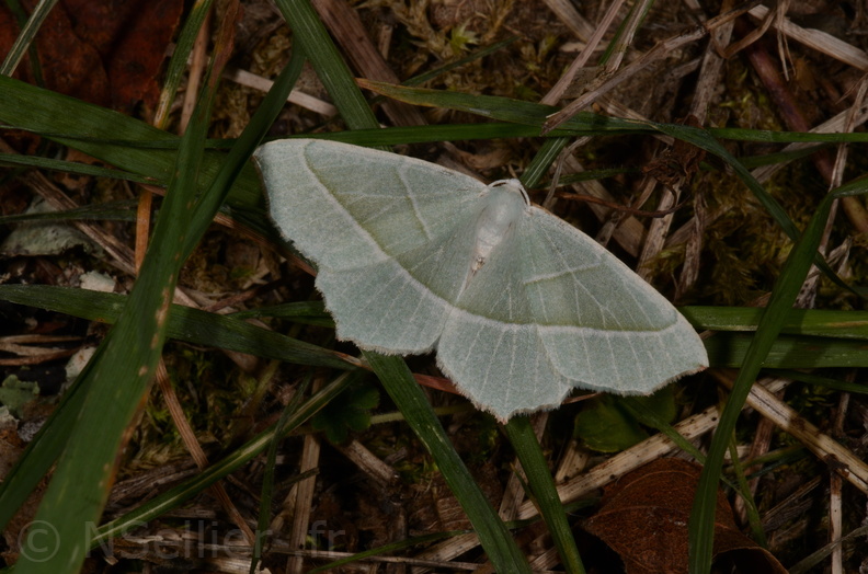 Chasse Aux Papillons - Chizé - 16-09-2019 - Campaea margaritaria (77).jpg