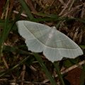 Campaea margaritaria