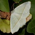Campaea margaritaria