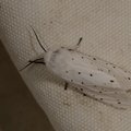 Spilosoma lubricipeda