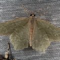 Hemithea aestivaria