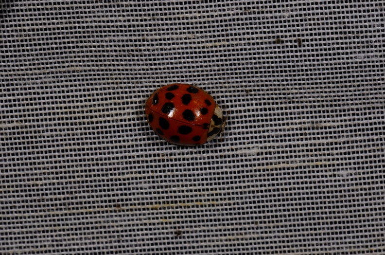 Chasse Aux Papillons - Chizé  - 08-09-2012 - Harmonia axyridis (17).JPG