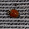 Harmonia axyridis