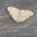 Lomographa bimaculata