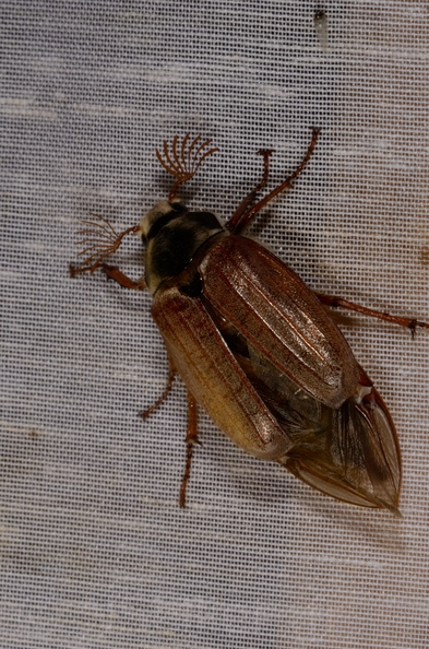 Chasse Aux Papillons - Chizé - 07-05-2012 - Melolontha melolontha (33).JPG