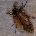 Melolontha melolontha