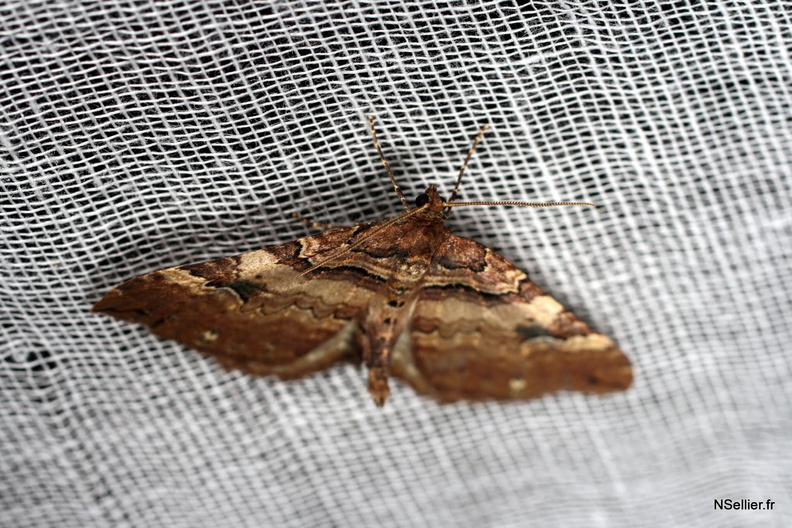 Chasse Aux Papillons - Chizé - 10-03-2007 - Earophila badiata (13).jpg