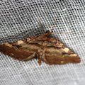 Earophila badiata