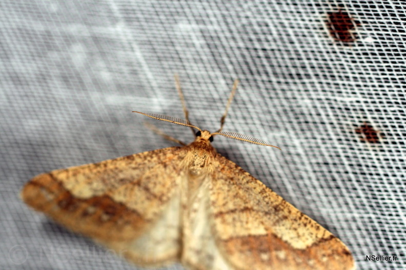 Chasse Aux Papillons - Chizé - 10-03-2007 - Phigaliohybernia marginaria (6).jpg